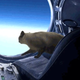 The Space Jump, Recreated by a Cat